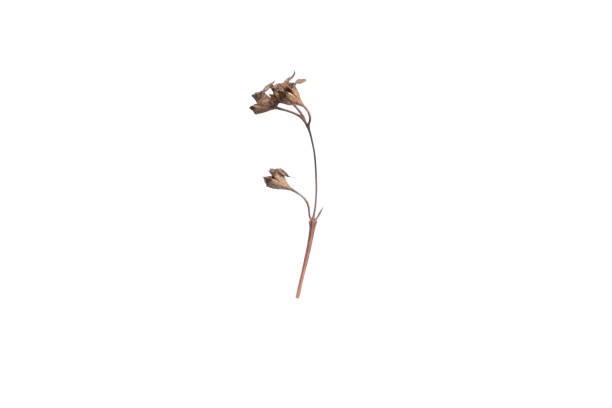 istock Dry branch of a plant on a white background, isolate. Close-up. Copy space. 1145150973
