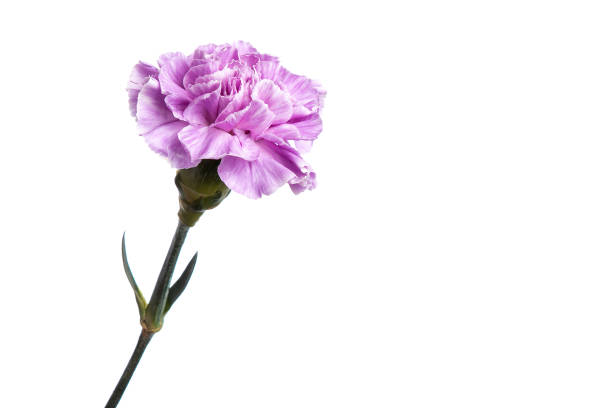 istock Purple carnation on a white background, isolate. Close-up. Copy space 1145150997