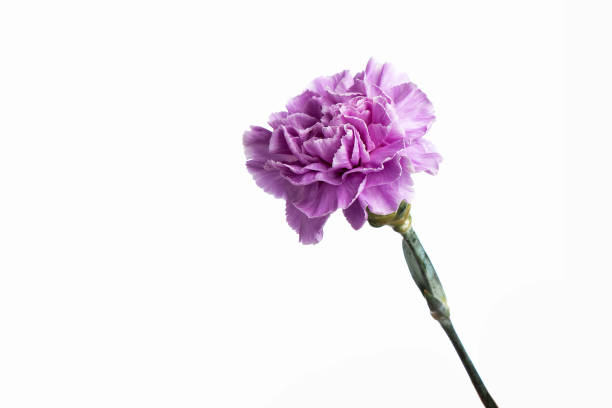 istock Purple carnation on a white background, isolate. Close-up. Copy space 1145151011