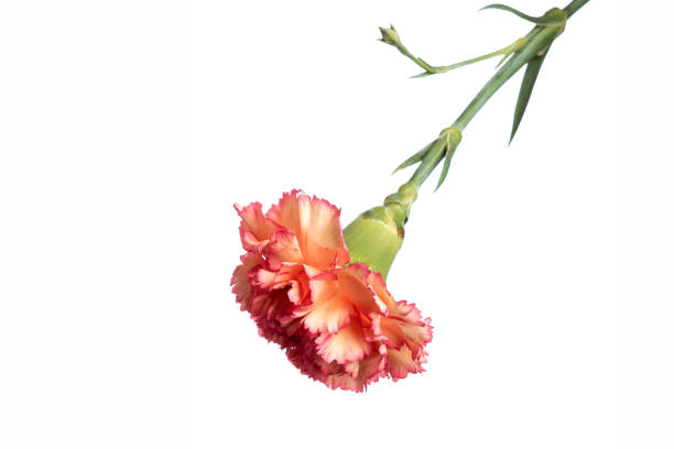 istock orange carnation on white background, isolate. Close-up. Copy the space 1145151029