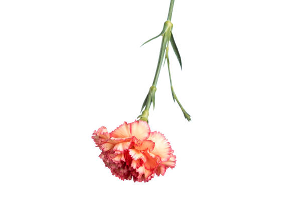 istock orange carnation on white background, isolate. Close-up. Copy the space 1145151030