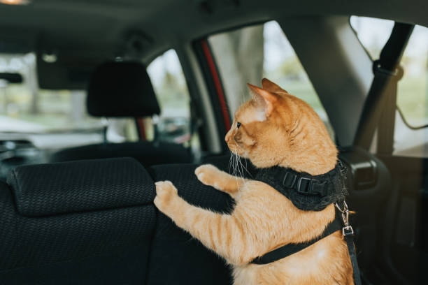 Cat inside the car stock photo