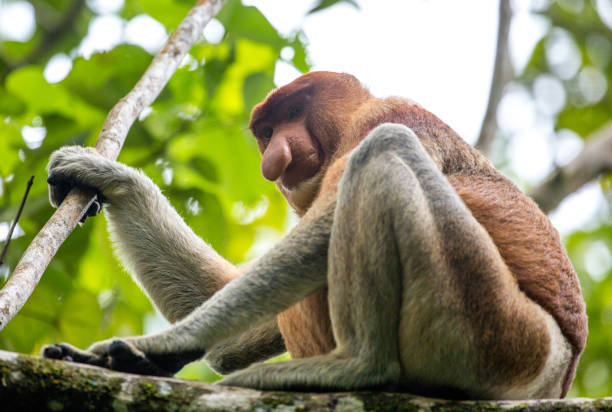 マレーシア: 口吻モンキー - monkey proboscis monkey malaysia island of borneo ストックフォトと画像