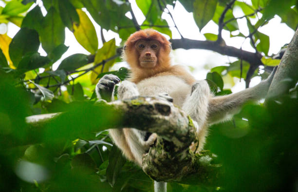 マレーシア: 口吻モンキー - monkey proboscis monkey malaysia island of borneo ストックフォ�トと画像