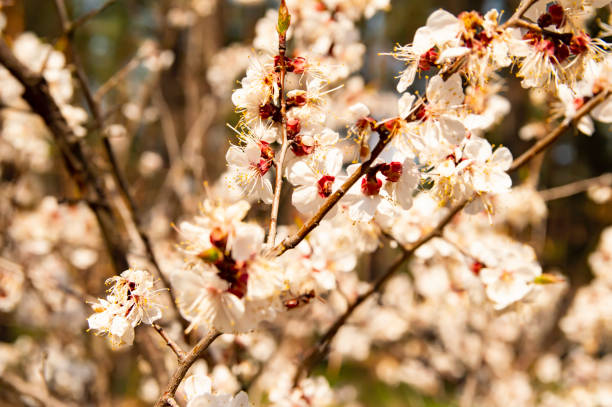istock Apricot Tree Blossom - Earth Day 1145152461