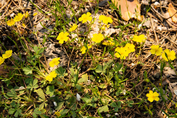 istock Yellow Forest Flowers - Earth Day 1145152509