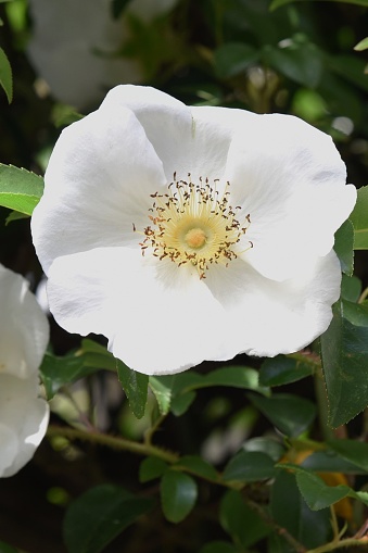 Cherokee rose blossoms / Rosa laevigata