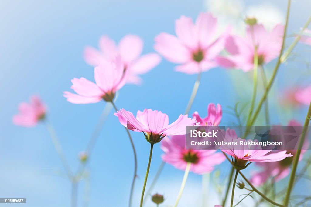 Weiche und unscharfe Kosmos-Blüten mit blauem Himmelshintergrund. - Lizenzfrei Bildhintergrund Stock-Foto