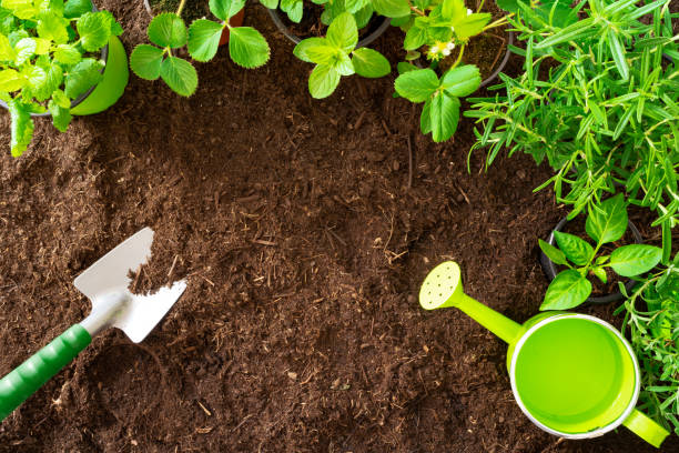 Top View of gardening tools, lavender,rosmary, strawberry plants and seedlings on soil Top View of gardening tools,lavender, rosmary, strawberry plants and seedlings on soil rosemary seedlings stock pictures, royalty-free photos & images
