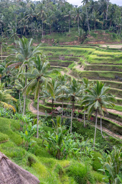 istock Tegalalang Rice Terrace 1145156394