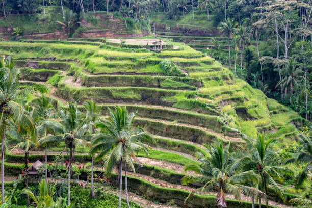 istock Tegalalang Rice Terrace 1145156395