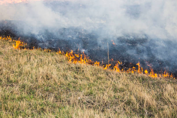 istock Raging forest spring fires. Burning dry grass, reed along lake. Grass is burning in meadow. Ecological catastrophy. Fire and smoke destroy all life. Firefighters extinguish Big fire. Lot of smok 1145157344