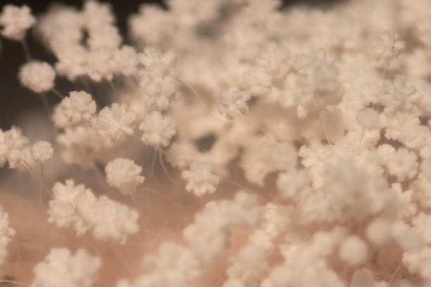 istock Backgrounds of Colony Characteristics of Mold under the microscope. 1145157411