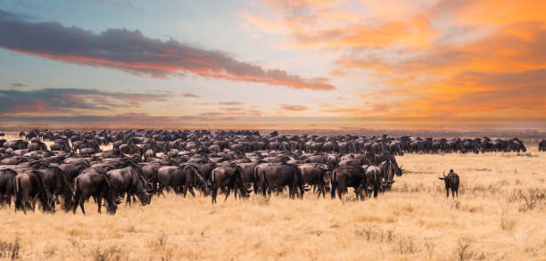 The great migration in Serengeti National Park,Tanzania This photo was taken during the game drive safari in Serengeti national park ,Tanzania. There were a lot of wildebeest migrate to Kenya and looking for the river. antelope photos stock pictures, royalty-free photos & images