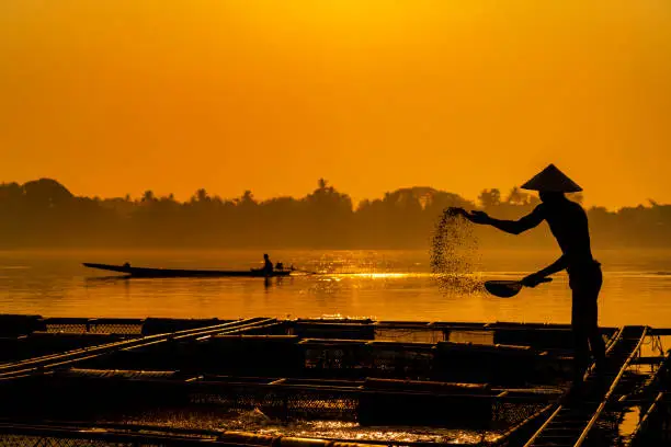 Photo of Fisherman feeds the fish in a commercial farm in Mekong river. Farmers feeding fish in cages, Mekong River. The Tilapia for feeding fish in northeast of Thailand.