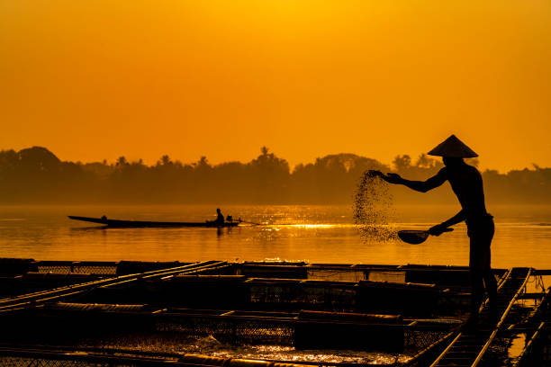 рыбак кормит рыбу на коммерческой ферме в реке меконг. фермеры кормят рыбу в клетках, река меконг. тилапия для кормления рыбы на северо-вост� - река меконг стоковые фото и изображения