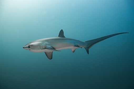 Thresher Shark in Malapascua