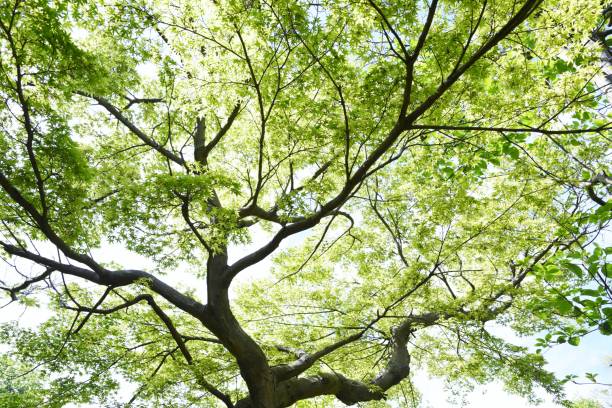 istock Fresh green of the Japanese maple 1145164237