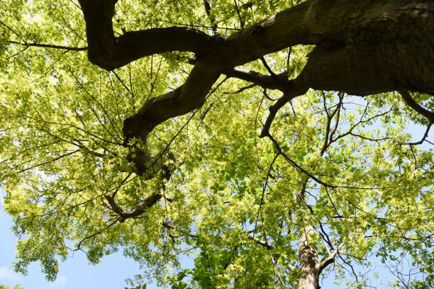 istock Fresh green of the Japanese maple 1145164240