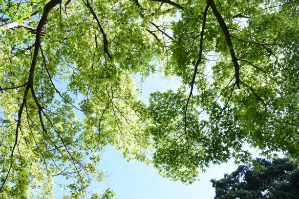 istock Fresh green of the Japanese maple 1145164254