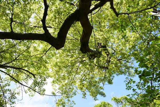 istock Fresh green of the Japanese maple 1145164267
