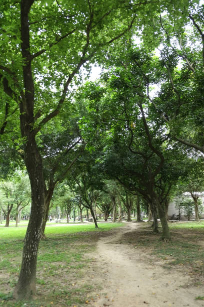 istock Trail in the park. Natural scenery in Asia. 1145164479