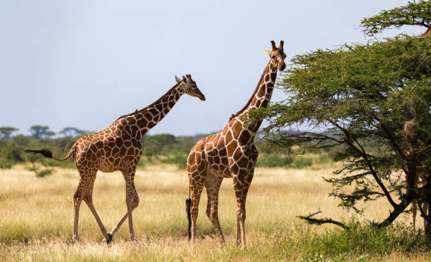 istock Several giraffes are walking through the grassland 1145164601