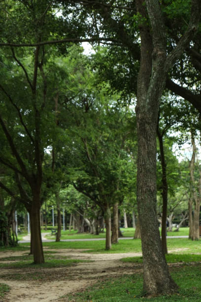 istock Trail in the park. Natural scenery in Asia. 1145164608