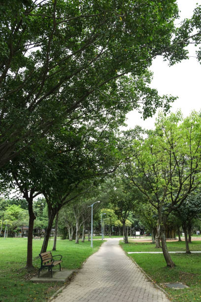 istock Trail in the park. Natural scenery in Asia. 1145164649