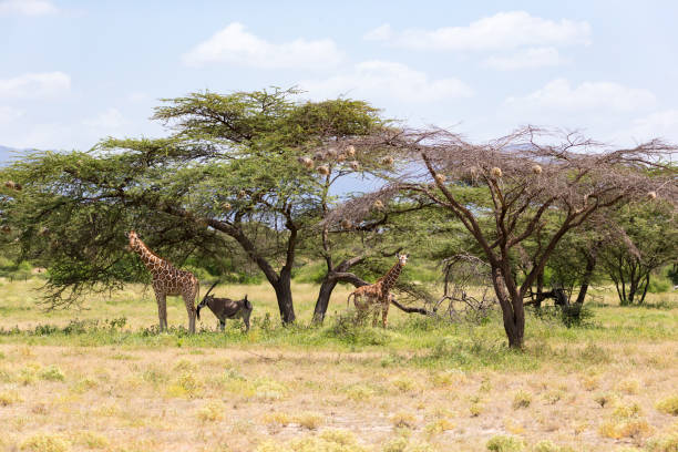 istock Giraffes and antelopes are standing together under a tree 1145166428