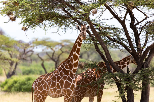 istock Giraffes eat leaves from the acacia trees 1145167648