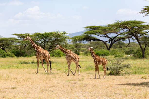 istock Several giraffes are walking through the grassland 1145167663