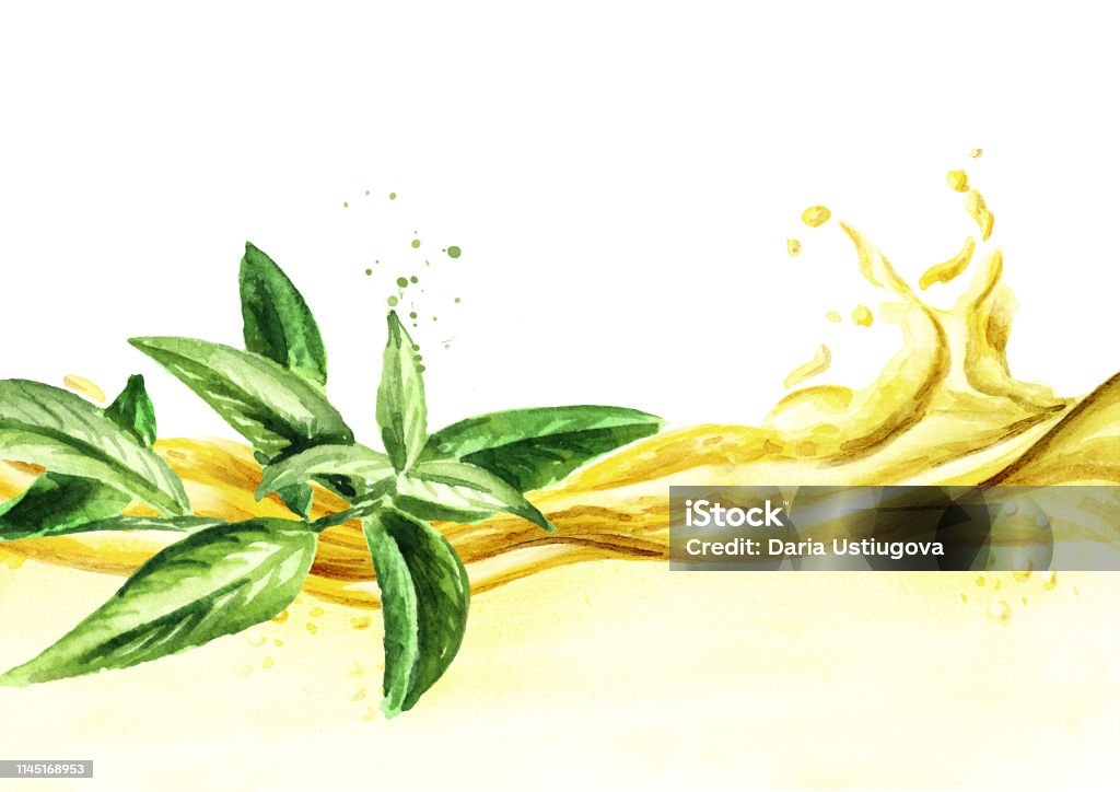 Lemon Verbena Essential Oil Wave Watercolor Hand Drawn Illustration  Isolated On White Background Stock Illustration - Download Image Now -  iStock