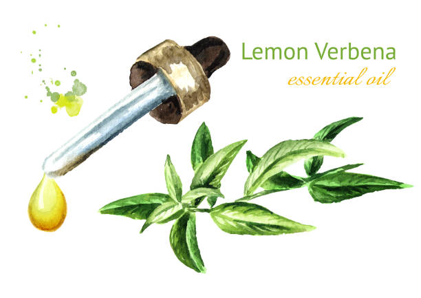 Lemon Verbena Essential Oil Drop Watercolor Hand Drawn Illustration  Isolated On White Background Stock Illustration - Download Image Now -  iStock