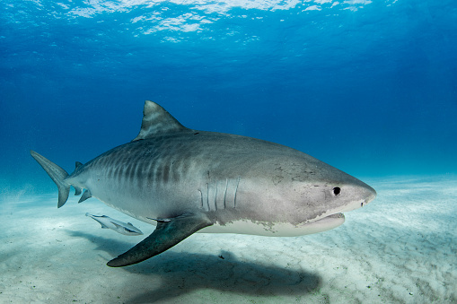 Underwater with a Tiger Shark