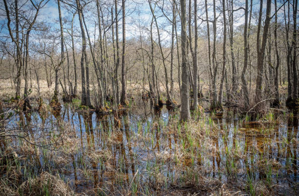 istock Alder trees in wetland 1145168986
