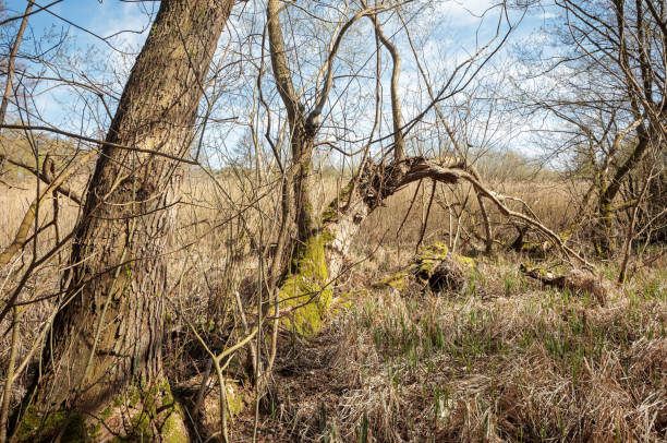 istock Alder trees in wetland 1145169003