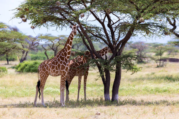 istock Giraffes eat leaves from the acacia trees 1145170954