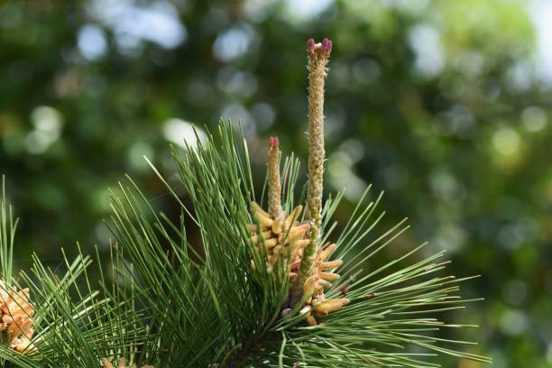 istock Sprouts of the pine tree 1145171842
