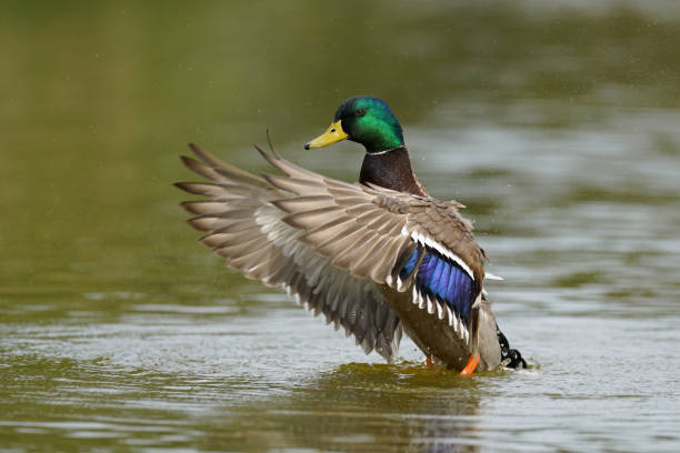 istock supper detailed mallard waving wings 1145172215