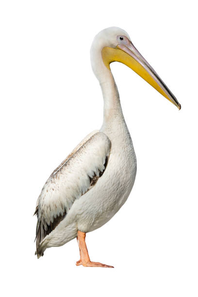 pelican isolated on white pelican isolated on white background pelican stock pictures, royalty-free photos & images