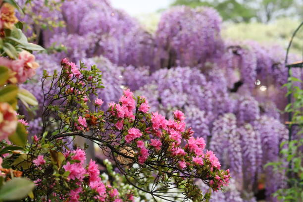 istock Japanese park with colorful spring flowers 1145174002