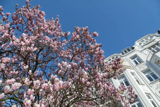 blooming magnolia tree in front of a art nouveau dwelling