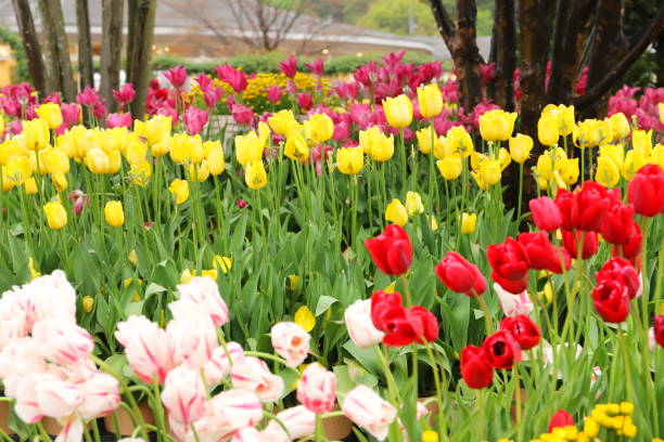 istock Japanese park with colorful tulips blossom 1145175239