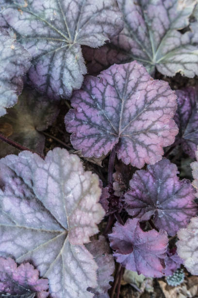 istock Colorful Leaves of Heuchera (Coral Bells) in Springtime 1145176445