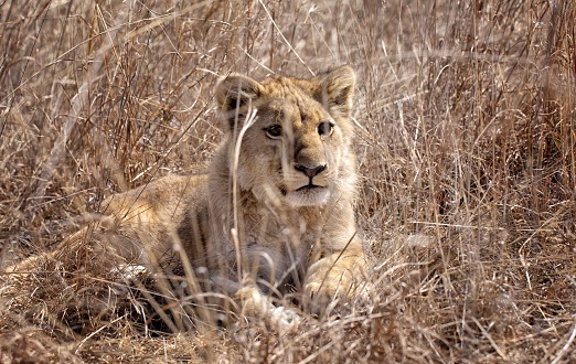 Lion cub resting in tall grass in the bush through bush in Zimbabwe Africa