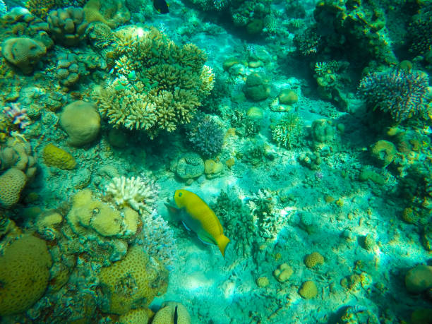 istock Underwater coral reef in red sea 1145177911