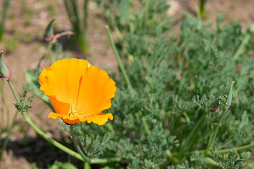 orange california poppy