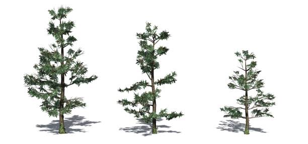 istock Set of White Fir trees with shadow on the floor 1145178818