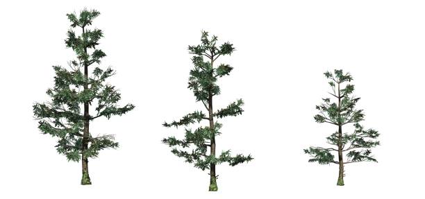 istock Set of differentz White Fir trees 1145178830
